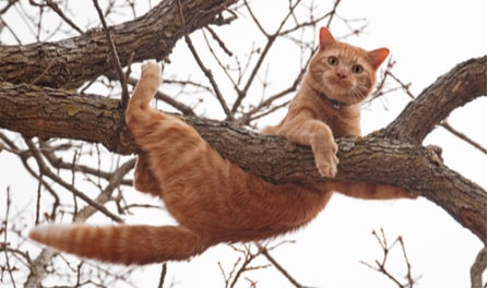 cat in tree